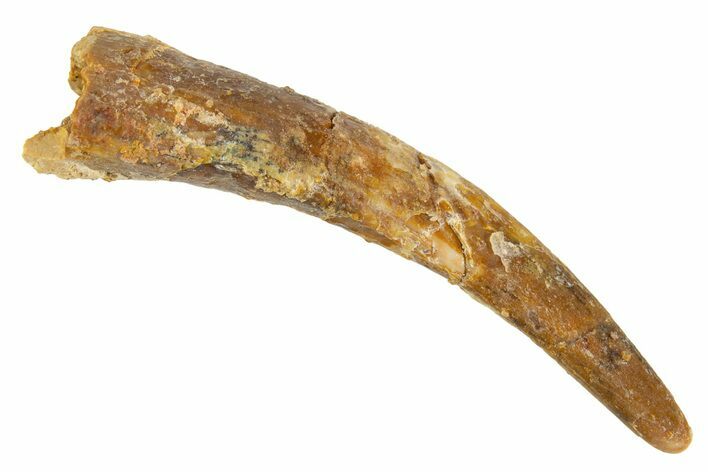 Fossil Pterosaur (Siroccopteryx) Tooth - Morocco #329004